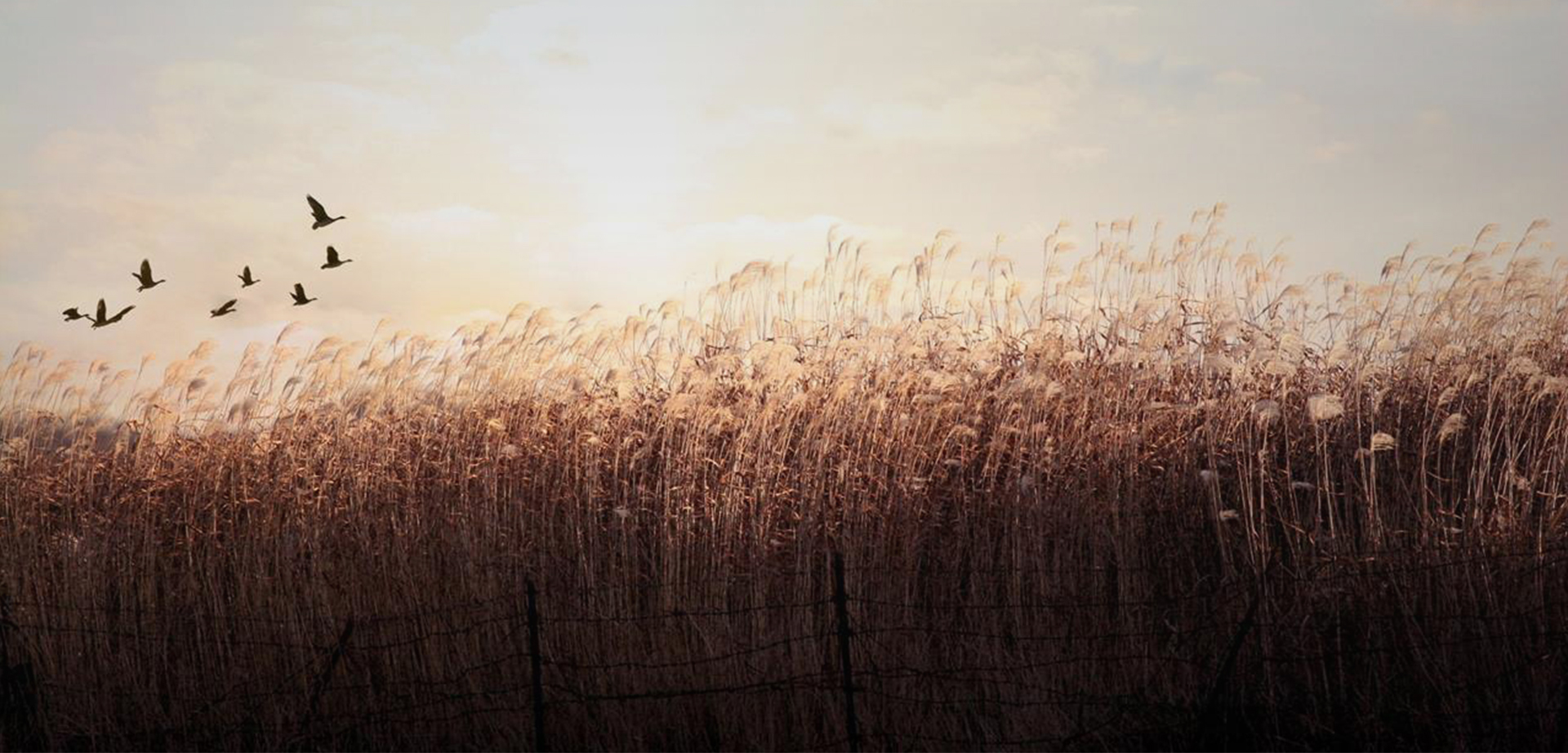 此時無聲勝有聲